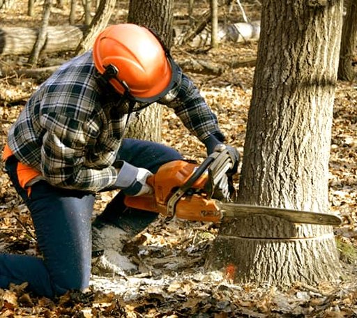 Tree Removal in Rock, KS